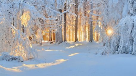 Winter sunlight wallpaper