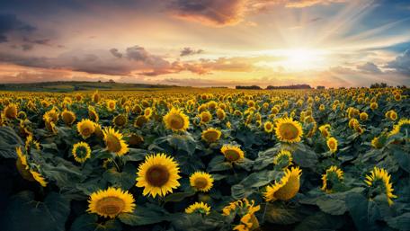 Sunflower sea wallpaper