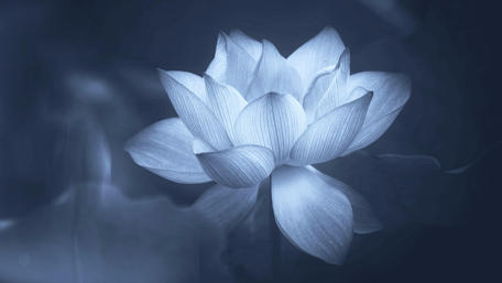 Lotus flower - Monochrome photography wallpaper