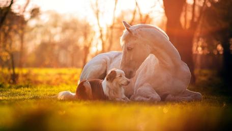 White horse with a dog wallpaper