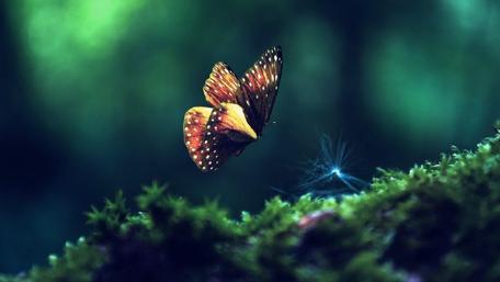 Butterfly wallpaper