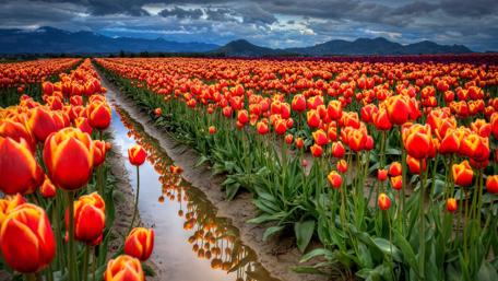 Indira Gandhi Memorial Tulip Garden wallpaper