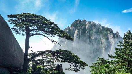 Huangshan Welcome Pine wallpaper