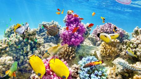 Fish and Corals wallpaper