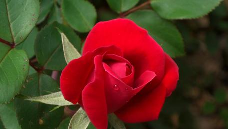 red rose wallpaper