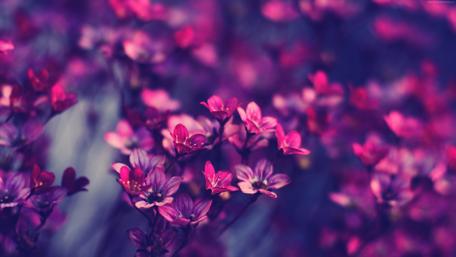 Purple flowers wallpaper