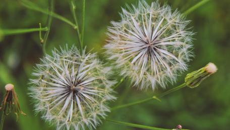 Taraxacum wallpaper