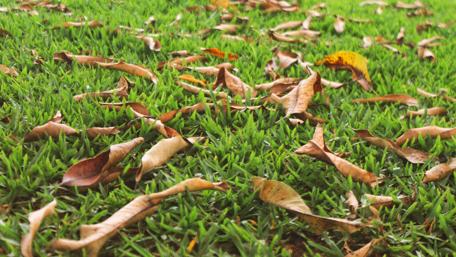 Leaves in the grass wallpaper
