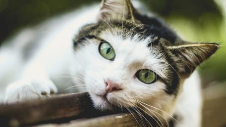 Domestic cat wallpaper
