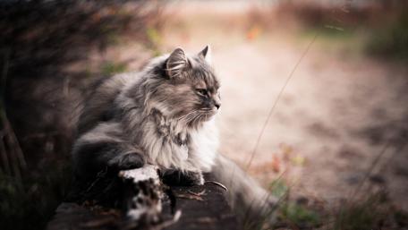 Long Hair Cat wallpaper