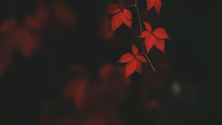 Red leaves wallpaper