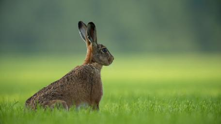 Hare rabbit in the grass wallpaper