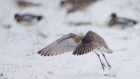 Graceful Bird in Winter Wonderland wallpaper
