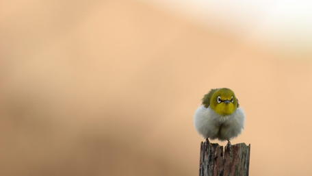 Charming Small Bird Perched on a Post wallpaper