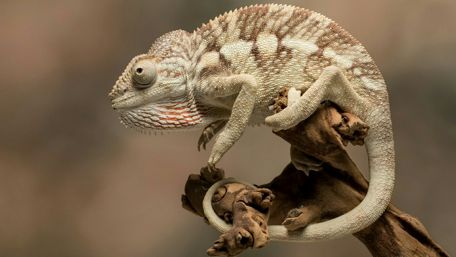 Intriguing Close-Up of a Chameleon in Nature wallpaper