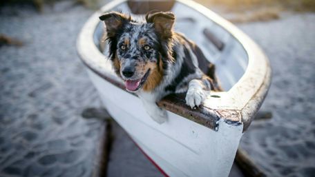Australian Shepherd in the boat wallpaper