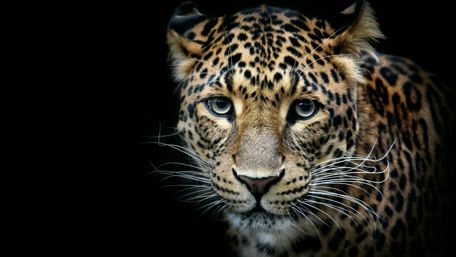 Majestic Leopard in the Shadows wallpaper