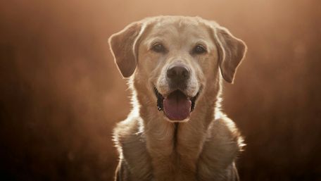 Labrador Retriever portrait wallpaper