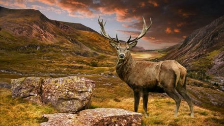 Deer on a hill wallpaper