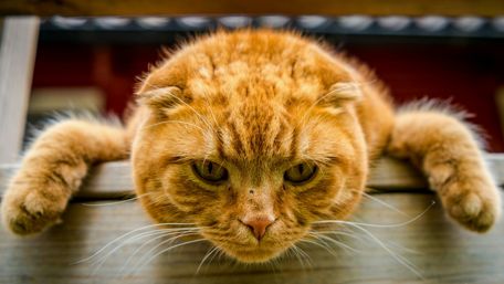 Funny cat wallpaper