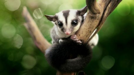 Adorable Sugar glider wallpaper