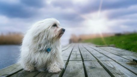 Coton de Tulear wallpaper