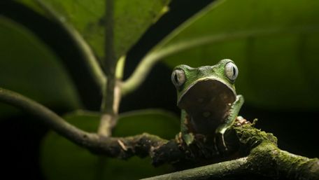 Vibrant Tree Frog in its Natural Habitat wallpaper