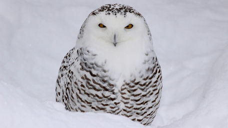 Snowy owl (Bubo scandiacus) wallpaper