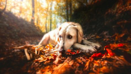 Autumn Bliss with a Golden Labrador Retriever wallpaper