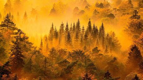 Autumn mist wallpaper