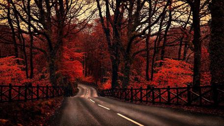 Serene Autumn Road Through Vibrant Forest wallpaper