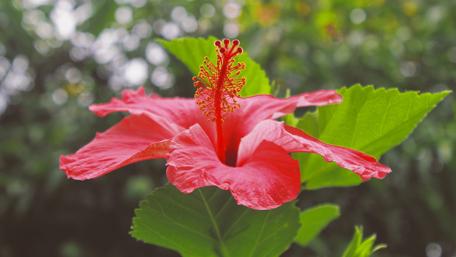 Red Hibiscus wallpaper
