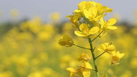 Vibrant Yellow Wildflower Field Wallpaper wallpaper