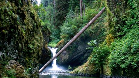 Serene Forest Waterfall Amidst Lush Greenery wallpaper