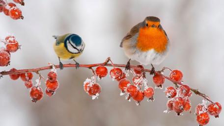 Titmouse and Robin wallpaper