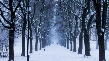 Strolling in the winter park wallpaper
