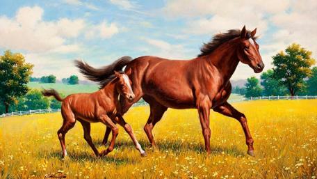 Graceful Mare and Colt in Sunlit Meadow wallpaper