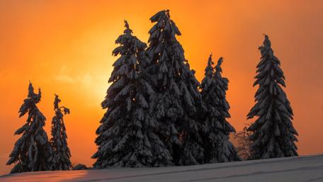 Winter Sunset Over Snowy Pines wallpaper