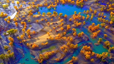 Populus forest wallpaper