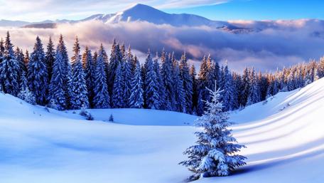 Winter wonderland wallpaper