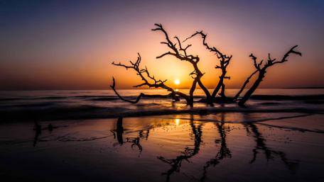 Driftwood Beach - Jekyll Island, Georgia wallpaper