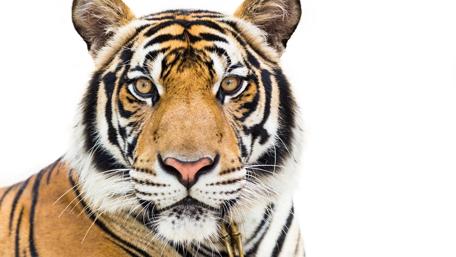 Tiger wallpaper
