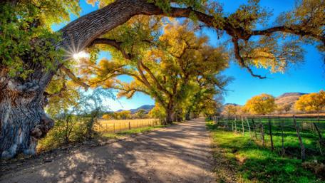 Autumn Sunbeams on a Serene Dirt Road wallpaper