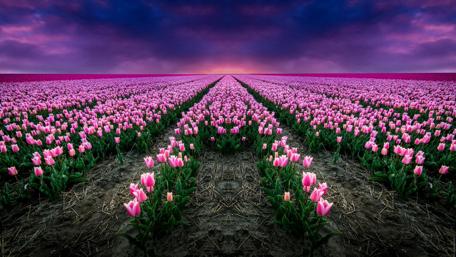 Endless tulip farm wallpaper