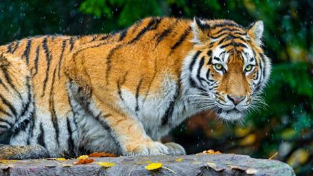Majestic Tiger in Nature's Embrace wallpaper