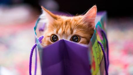A bag of cat wallpaper