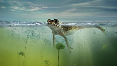 Frog floating on water wallpaper
