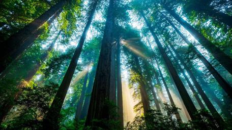 Majestic Forest Light Play wallpaper