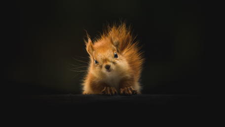 Cute squirrel wallpaper