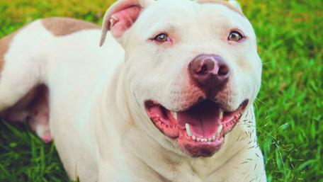 Pit Bull wallpaper
